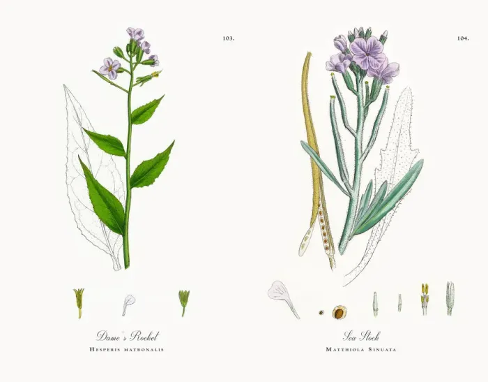 Framed Print : Dameas Rocket, Hesperis matronalis, Victorian Botanical Illustration, 1863 Framed Print : Dameas Rocket, Hesperis matronalis, Victorian Botanical Illustration, 1863