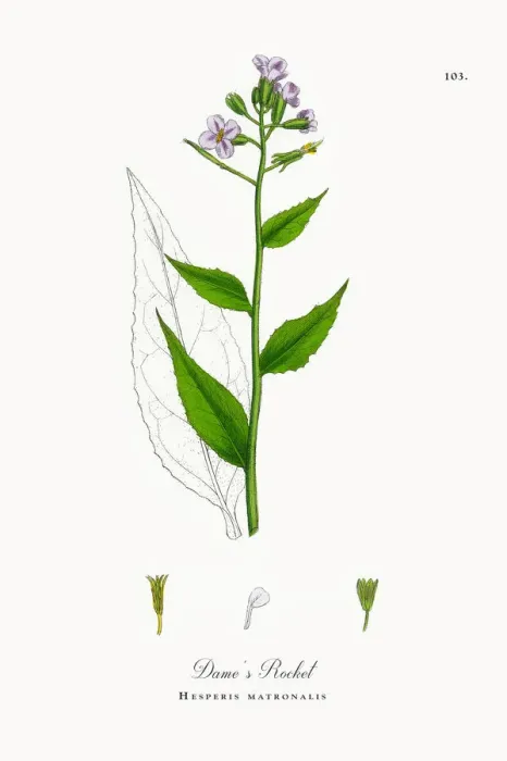 Framed Print : Dameas Rocket, Hesperis matronalis, Victorian Botanical Illustration, 1863 Framed Print : Dameas Rocket, Hesperis matronalis, Victorian Botanical Illustration, 1863