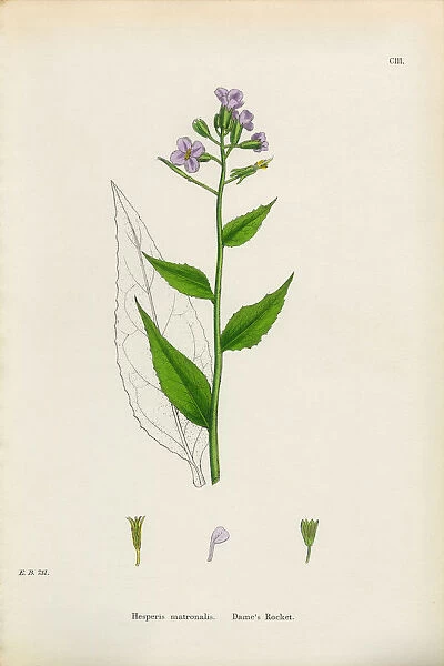 Dameas Rocket, Hesperis matronalis, Victorian Botanical Illustration, 1863