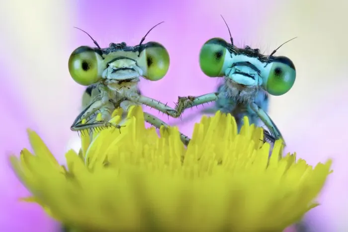 Framed Print : Two damselflies on wild flower Framed Print : Two damselflies on wild flower