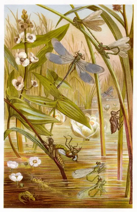 Framed Print : Damselfly Chromolithograph 1884 Framed Print : Damselfly Chromolithograph 1884