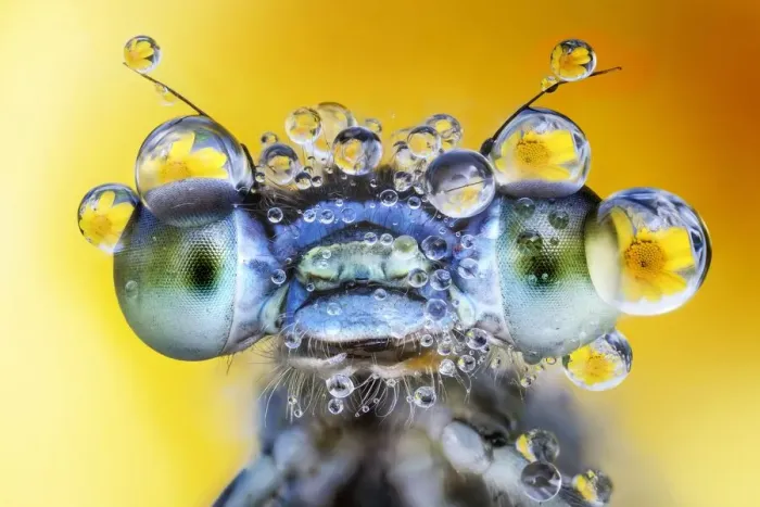 Framed Print : Damselfly with des drops on its eyes Framed Print : Damselfly with des drops on its eyes
