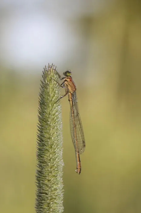 Framed Print : Damselfly (Zygoptera)