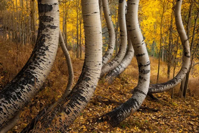 Framed Print : Dancing aspen
