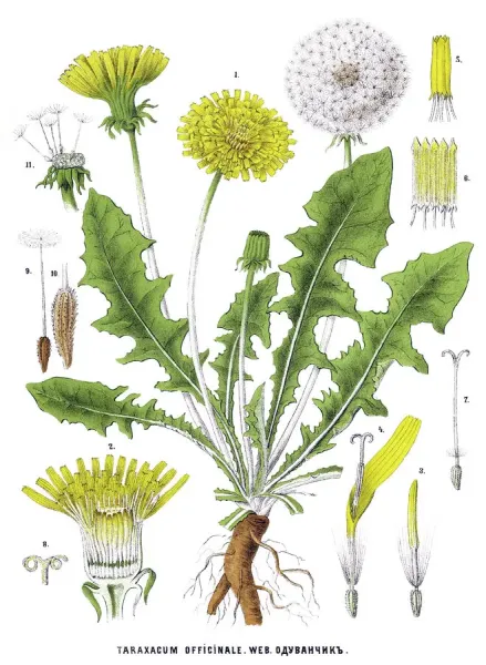 Dandelion Antique Botanical Print. Art Prints, Posters & Puzzles