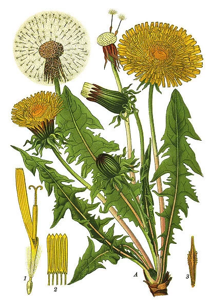 dandelion. Antique illustration of a Medicinal and Herbal Plants.