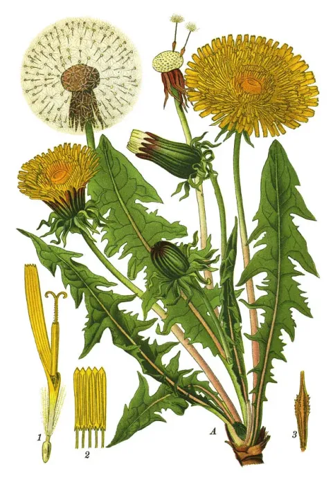 Framed Print : dandelion. Antique illustration of a Medicinal and Herbal Plants. Framed Print : dandelion. Antique illustration of a Medicinal and Herbal Plants.