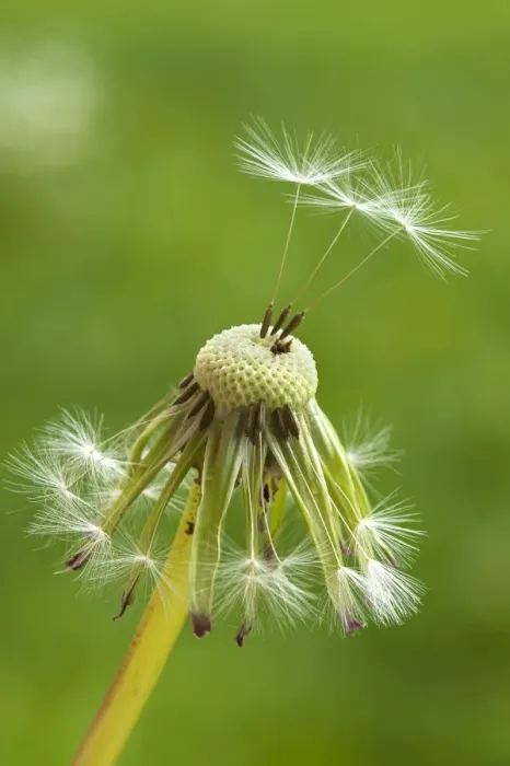 Framed Print : Dandelion clock -Taraxacum sect. Ruderalia-, Bavaria, Deutrschland Framed Print : Dandelion clock -Taraxacum sect. Ruderalia-, Bavaria, Deutrschland