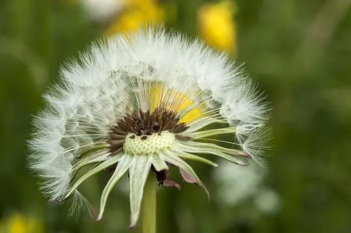 Framed Print : Dandelion clock -Taraxacum sect. Ruderalia-, Bavaria, Deutrschland Framed Print : Dandelion clock -Taraxacum sect. Ruderalia-, Bavaria, Deutrschland