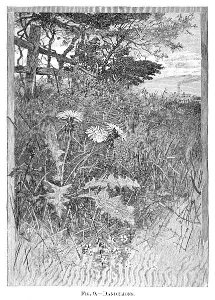 Dandelion flowers engraving 1898