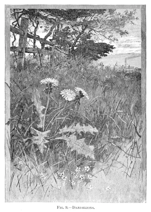 Framed Print : Dandelion flowers engraving 1898 Framed Print : Dandelion flowers engraving 1898