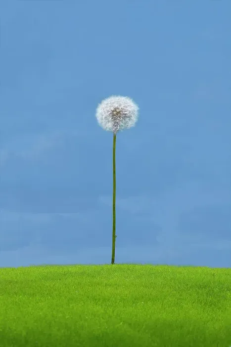 Framed Print : Dandelion, green grass and sky Framed Print : Dandelion, green grass and sky