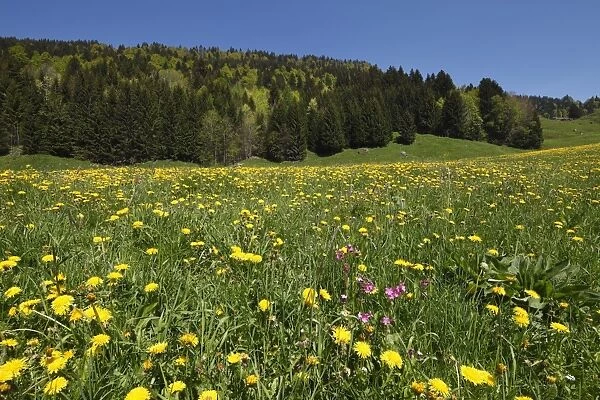 Dandelion meadow, Balderschwanger Tal valley, Bregenzerwald region, Vorarlberg, Austria, Europe