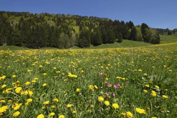 Framed Print : Dandelion meadow, Balderschwanger Tal valley, Bregenzerwald region, Vorarlberg, Austria, Europe Framed Print : Dandelion meadow, Balderschwanger Tal valley, Bregenzerwald region, Vorarlberg, Austria, Europe