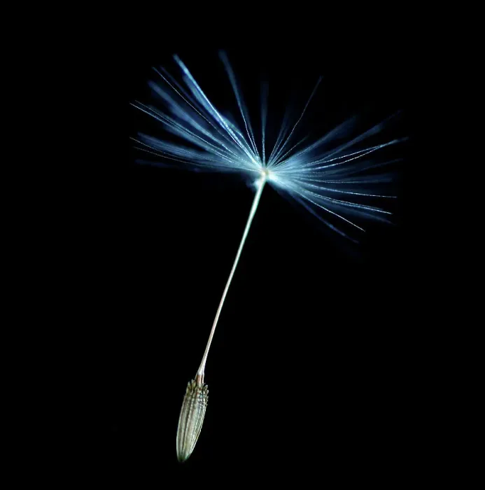 Framed Print : Dandelion Seed Framed Print : Dandelion Seed