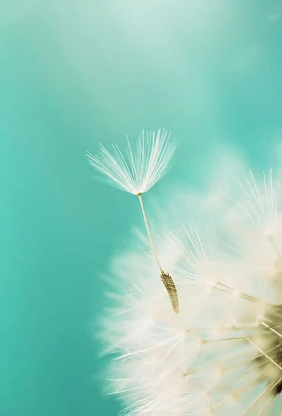 Dandelion seed on turquoise background