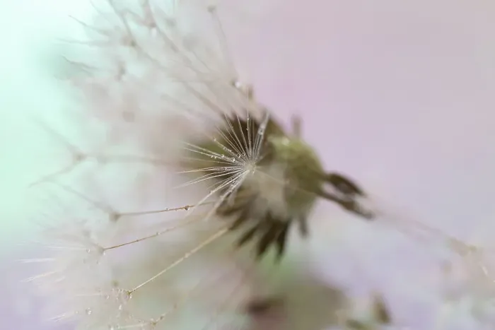 Framed Print : Dandelion seeds taken in macro photography Framed Print : Dandelion seeds taken in macro photography