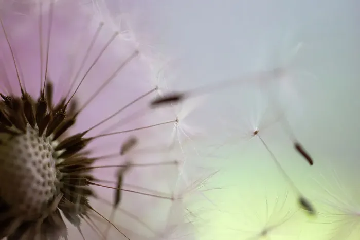Framed Print : Dandelion seeds taken in macro photography Framed Print : Dandelion seeds taken in macro photography