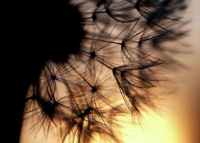Framed Print : Dandelion sunset