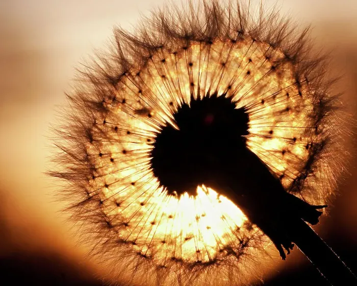 Framed Print : Dandelion sunset Framed Print : Dandelion sunset
