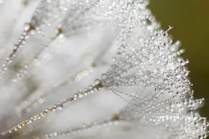 Framed Print : Dandelion -Taraxacum officinale-, clock covered with drops of dew