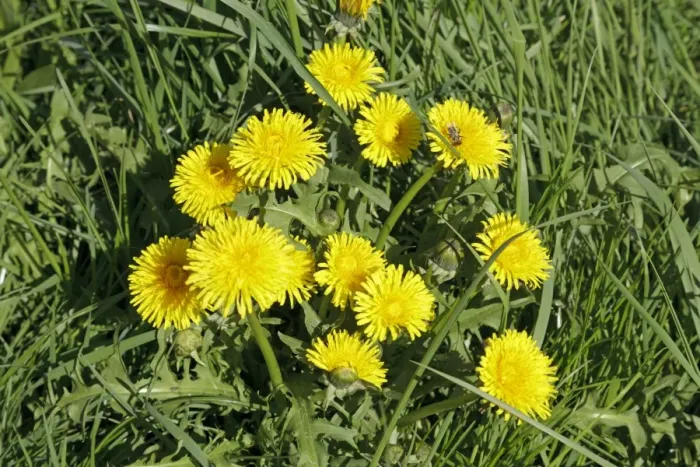 Framed Print : Dandelion -Taraxacum sp. - on a meadow Framed Print : Dandelion -Taraxacum sp. - on a meadow