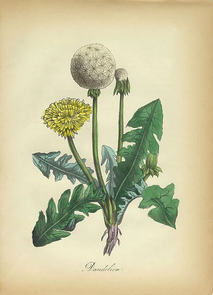Dandelion Victorian Botanical Illustration