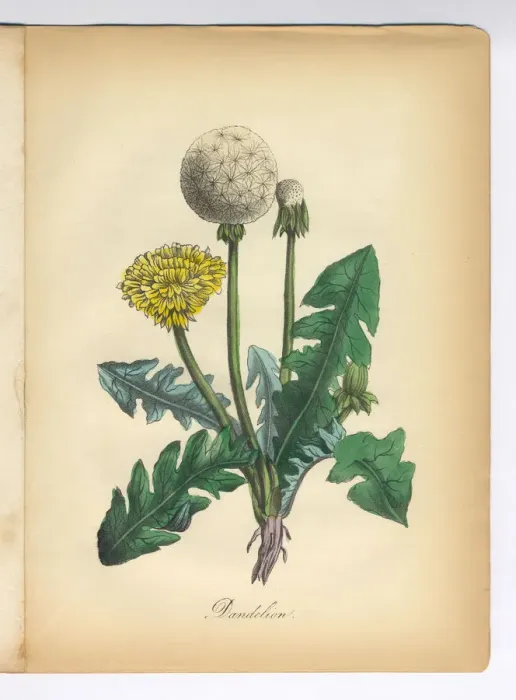 Framed Print : Dandelion Victorian Botanical Illustration Framed Print : Dandelion Victorian Botanical Illustration