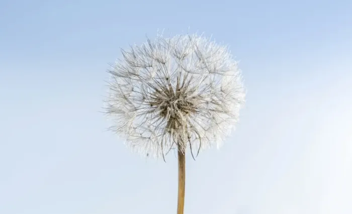 Framed Print : Dandelion, withered dandelion, blowball, dandelion clock -Taraxacum-, with diaspores, seeds Framed Print : Dandelion, withered dandelion, blowball, dandelion clock -Taraxacum-, with diaspores, seeds