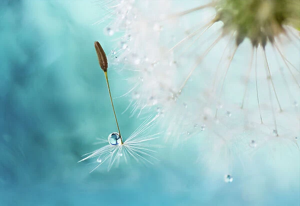 Dandy dew. Dandelion seed with dewdrop