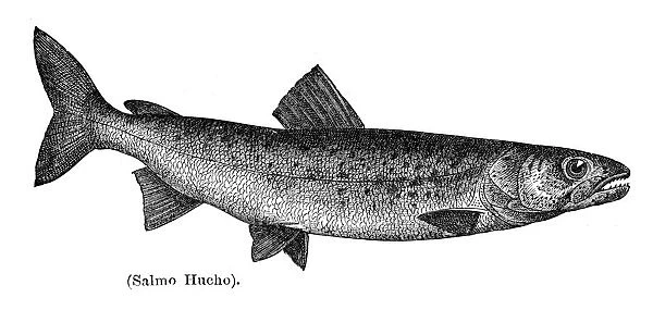 Danube salmon engraving 1897