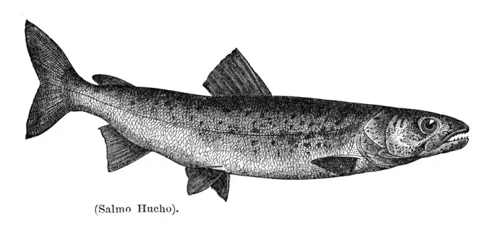 Framed Print : Danube salmon engraving 1897 Framed Print : Danube salmon engraving 1897