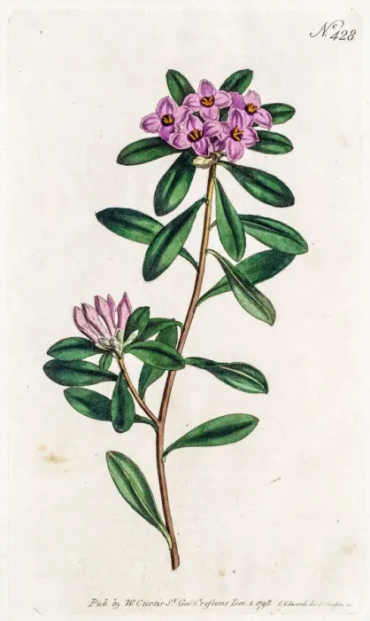 Framed Print : Daphne collina plant Framed Print : Daphne collina plant