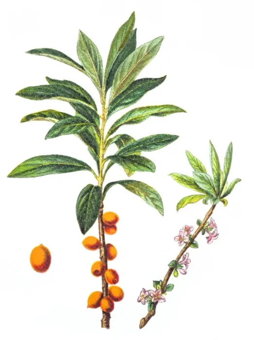 Framed Print : Daphne mezereum Framed Print : Daphne mezereum