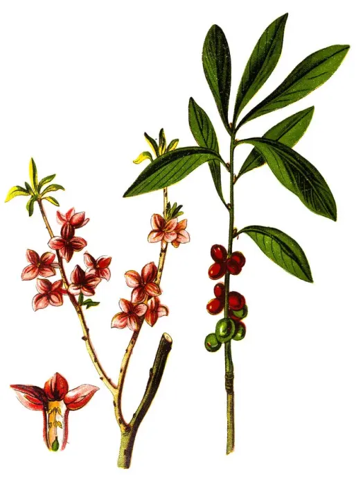Framed Print : Daphne mezereum, commonly known as February daphne, mezereon, mezereum, spurge laurel or spurge olive Framed Print : Daphne mezereum, commonly known as February daphne, mezereon, mezereum, spurge laurel or spurge olive