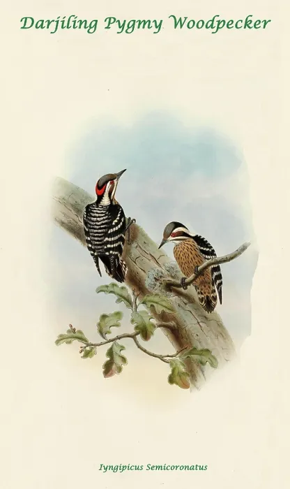 Framed Print : Darjiling Pygmy Woodpecker
