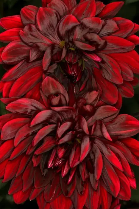 Framed Print : Dark Dahlias Framed Print : Dark Dahlias