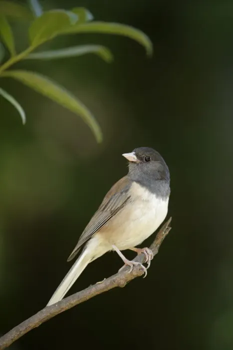 Framed Print : Dark-eyed Junco