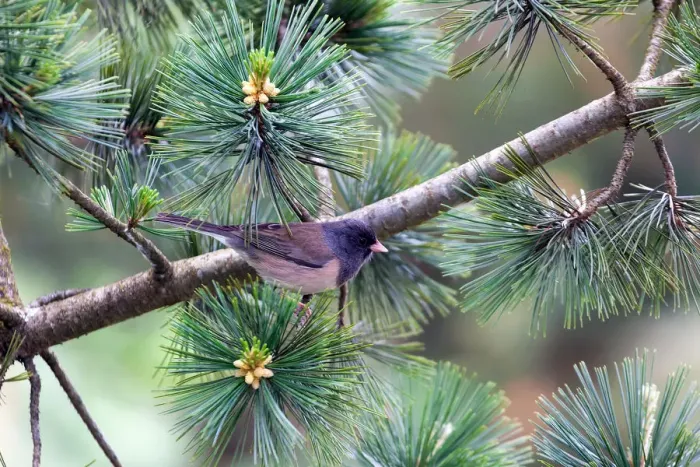 Framed Print : Dark-eyed Junco on a tree Branch Framed Print : Dark-eyed Junco on a tree Branch
