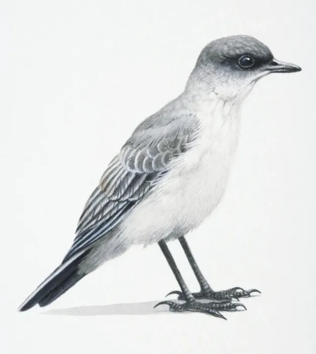 Framed Print : Dark-faced Ground Tyrant, Muscisaxicola Macloviana, dark grey and white bird Framed Print : Dark-faced Ground Tyrant, Muscisaxicola Macloviana, dark grey and white bird