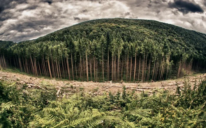 Framed Print : Dark forest