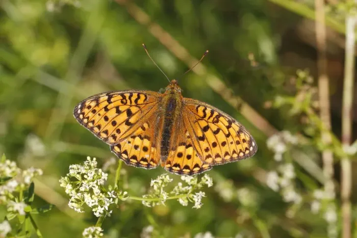 Framed Print : Dark Green Fritillary -Argynnis aglaja- perched on a meadow plant with outstretched wings, Altenseelbach, Neunkirchen, North Rhine-Westphalia, Germany Framed Print : Dark Green Fritillary -Argynnis aglaja- perched on a meadow plant with outstretched wings, Altenseelbach, Neunkirchen, North Rhine-Westphalia, Germany