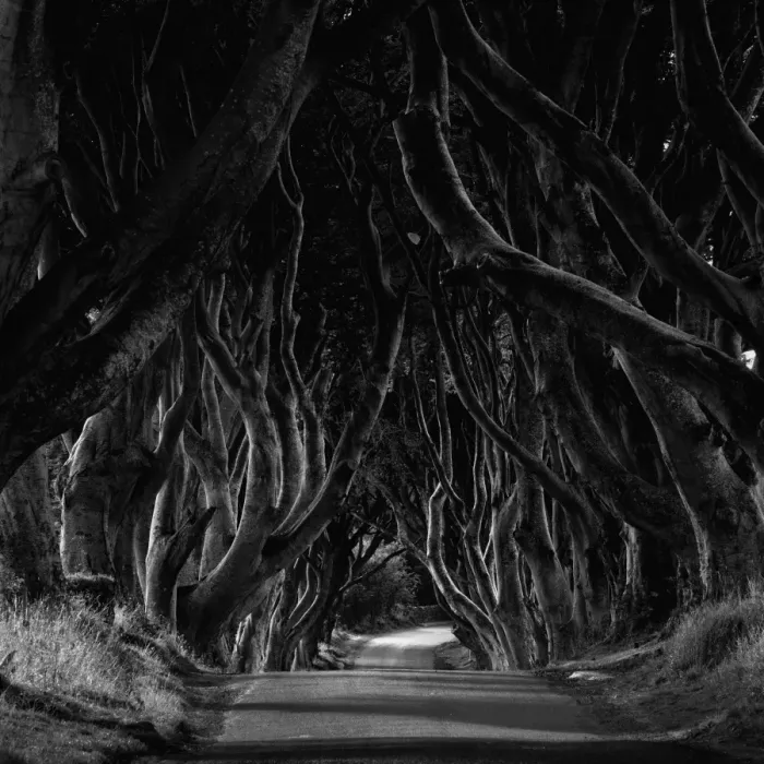 Framed Print : The dark hedges Framed Print : The dark hedges