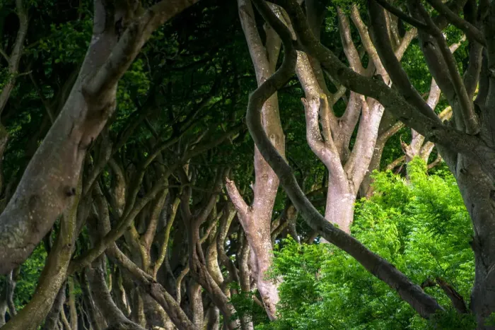Framed Print : The Dark Hedges Framed Print : The Dark Hedges