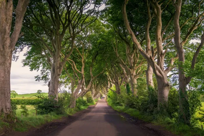 Framed Print : The Dark Hedges Framed Print : The Dark Hedges