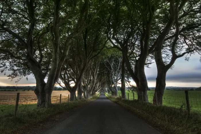 Framed Print : The Dark Hedges