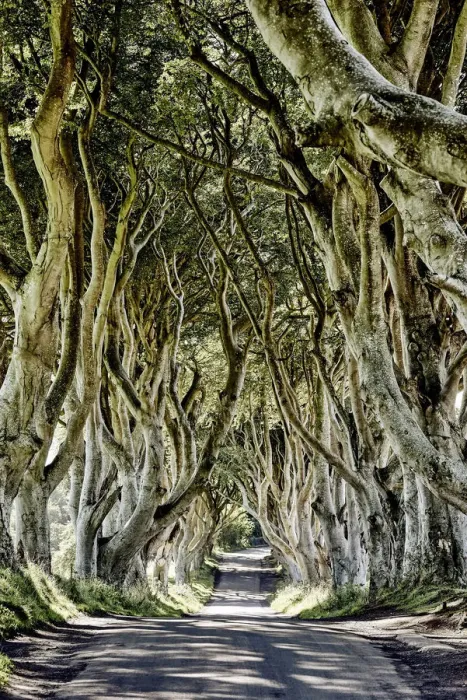 Framed Print : The Dark Hedges, Ballymoney, Ireland Framed Print : The Dark Hedges, Ballymoney, Ireland
