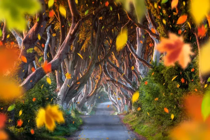 Framed Print : The Dark Hedges, Falling Leaves, Ballymoney, County Antrim, Northern Ireland