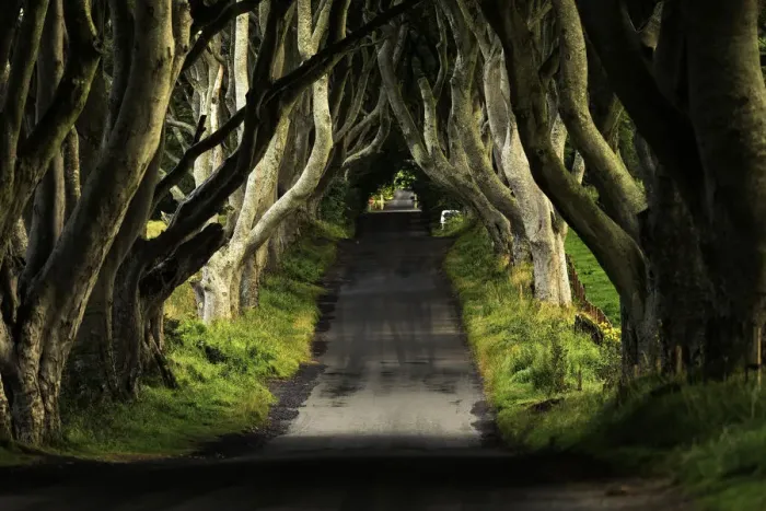 Framed Print : The Dark Hedges, Northern Ireland Framed Print : The Dark Hedges, Northern Ireland