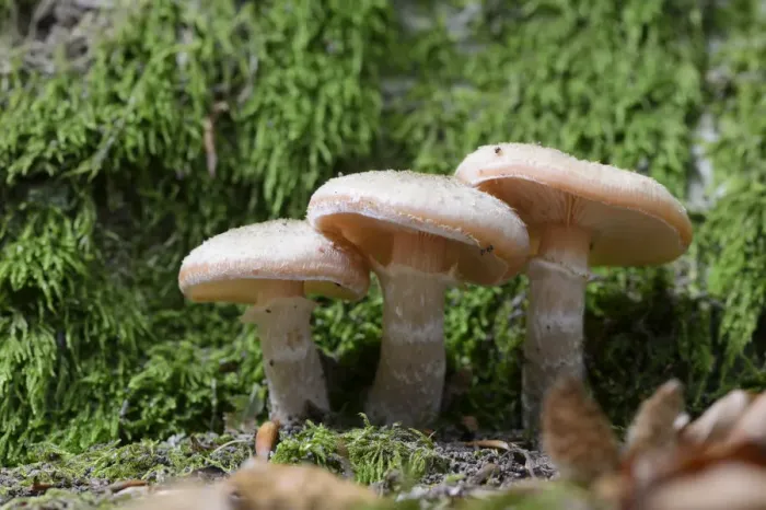 Framed Print : Dark Honey Fungus -Armillaria ostoyae-, Emsland, Lower Saxony, Germany